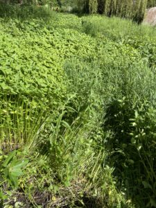 Millennium Green York Himalayan Balsam